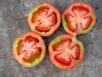 desordenes fisiologicos en tomate
